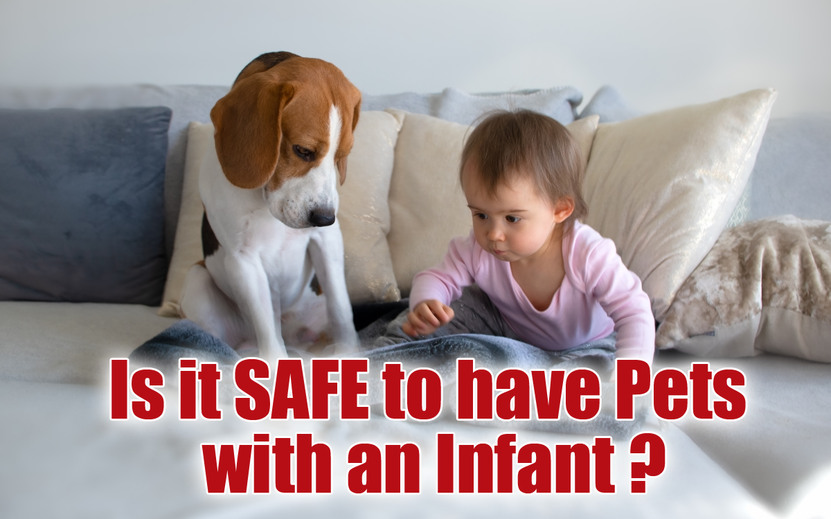 Is it safe to have pets with an infant?